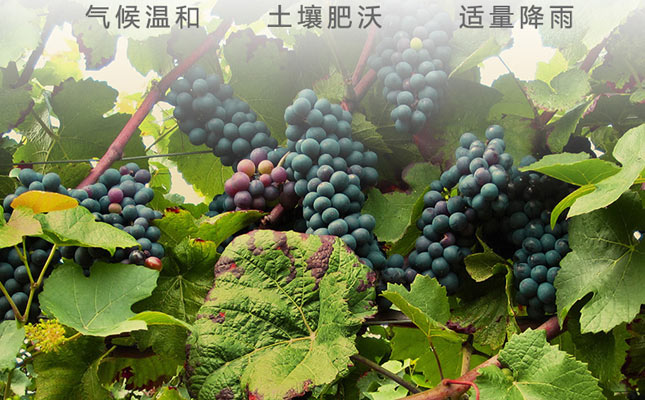 重慶紅酒批發市場