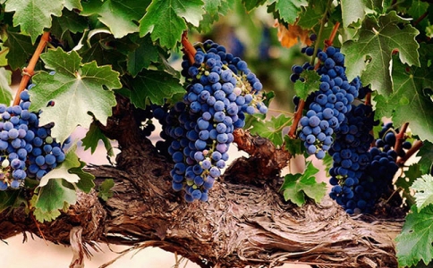 從重慶保稅港進口紅酒批發市場看賀蘭山葡萄酒趨勢